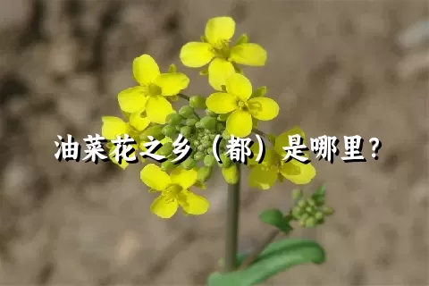 油菜花之乡（都）是哪里？