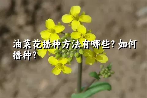 油菜花播种方法有哪些？如何播种？