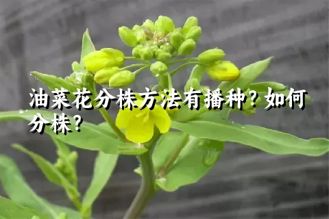 油菜花分株方法有播种？如何分株？