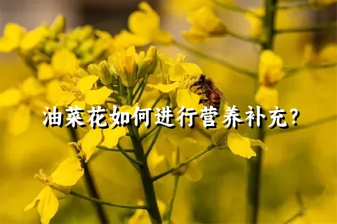 油菜花如何进行营养补充？