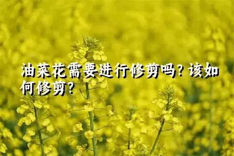 油菜花需要进行修剪吗？该如何修剪？