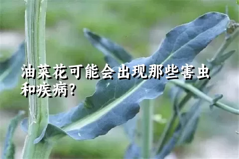 油菜花可能会出现那些害虫和疾病？