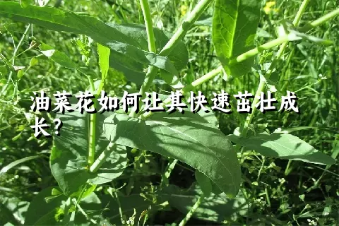 油菜花如何让其快速茁壮成长？