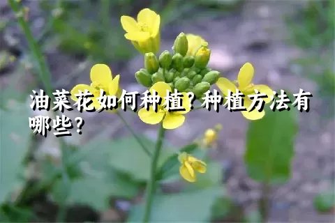 油菜花如何种植？种植方法有哪些？