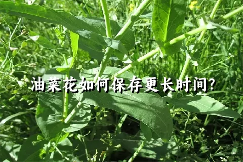 油菜花如何保存更长时间？