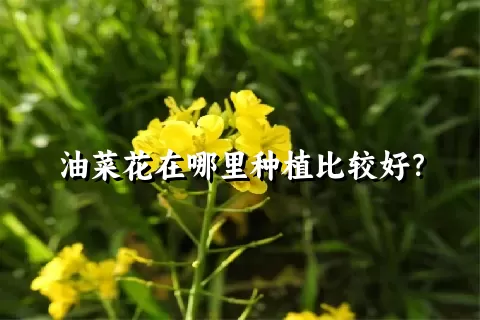 油菜花在哪里种植比较好？