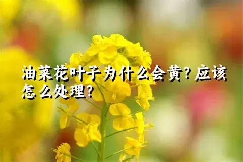 油菜花叶子为什么会黄？应该怎么处理？