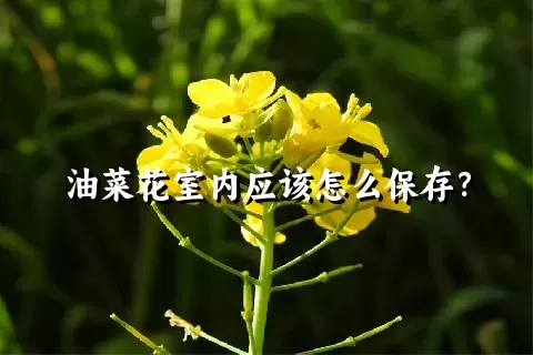 油菜花室内应该怎么保存？