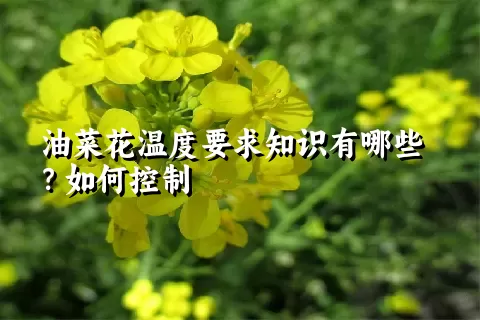 油菜花温度要求知识有哪些？如何控制