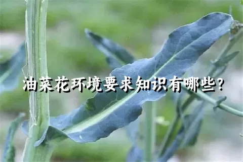 油菜花环境要求知识有哪些？