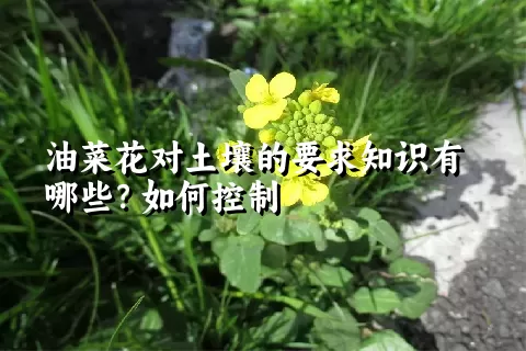 油菜花对土壤的要求知识有哪些？如何控制