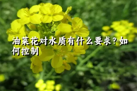 油菜花对水质有什么要求？如何控制