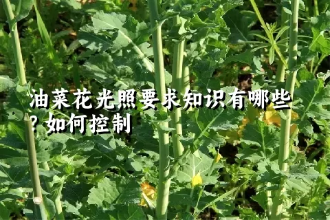 油菜花光照要求知识有哪些？如何控制