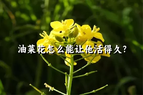 油菜花怎么能让他活得久？