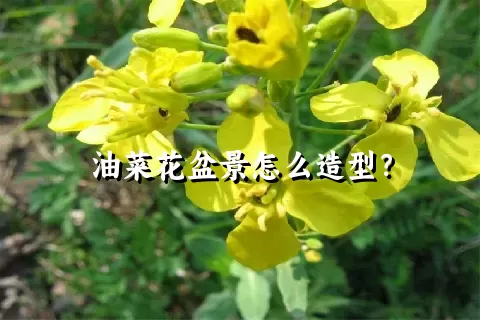 油菜花盆景怎么造型？