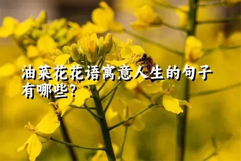 油菜花花语寓意人生的句子有哪些？