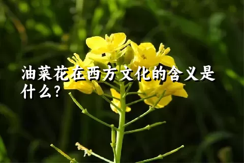 油菜花在西方文化的含义是什么？