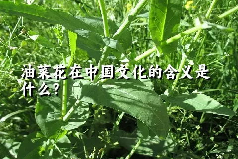 油菜花在中国文化的含义是什么？