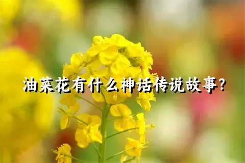 油菜花有什么神话传说故事？