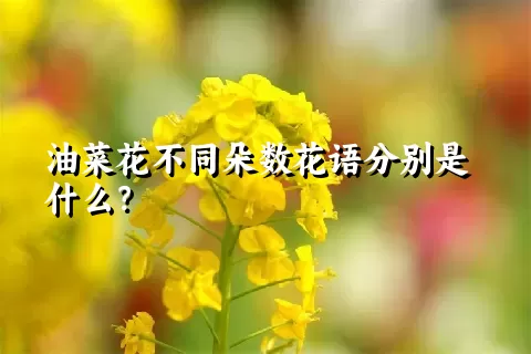 油菜花不同朵数花语分别是什么？