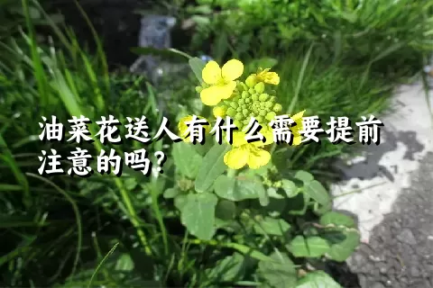 油菜花送人有什么需要提前注意的吗？