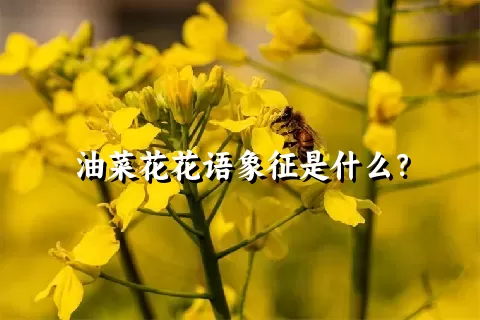 油菜花花语象征是什么？