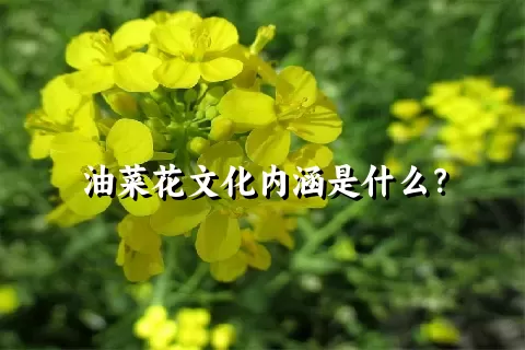 油菜花文化内涵是什么？