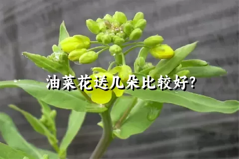 油菜花送几朵比较好？