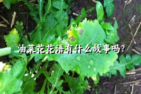 油菜花花语有什么故事吗？