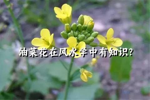 油菜花在风水学中有知识？