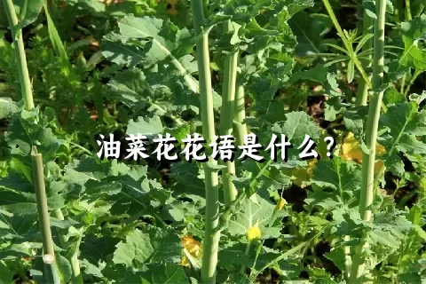 油菜花花语是什么？