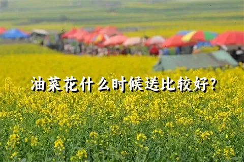 油菜花什么时候送比较好？