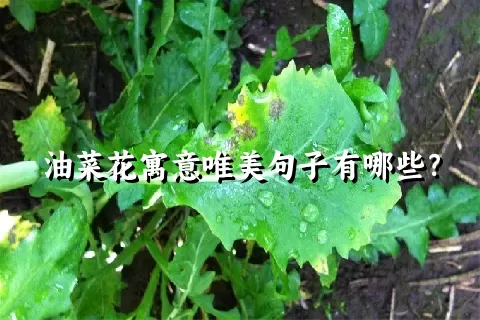 油菜花寓意唯美句子有哪些？