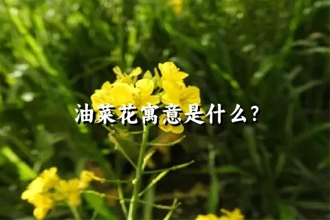 油菜花寓意是什么？