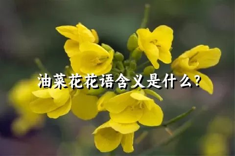 油菜花花语含义是什么？