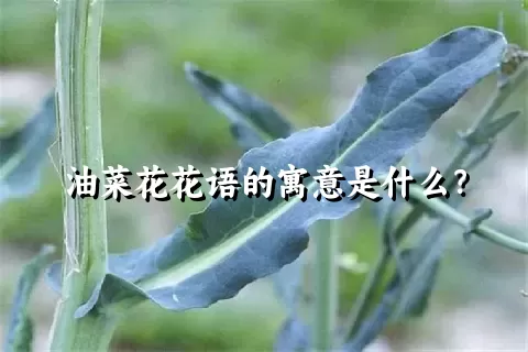 油菜花花语的寓意是什么？