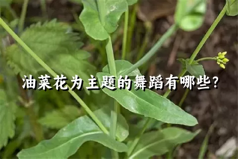 油菜花为主题的舞蹈有哪些？