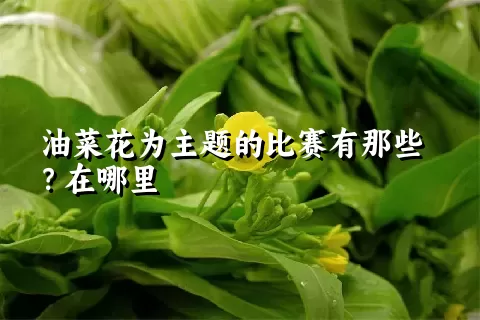 油菜花为主题的比赛有那些？在哪里