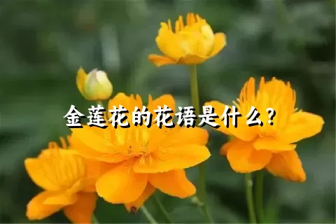 金莲花的花语是什么？