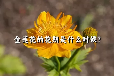 金莲花的花期是什么时候？