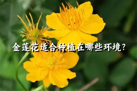 金莲花适合种植在哪些环境？