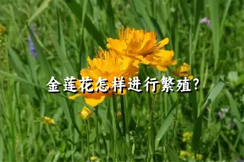 金莲花怎样进行繁殖？