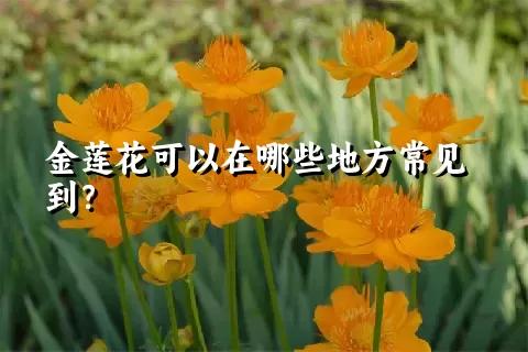 金莲花可以在哪些地方常见到？