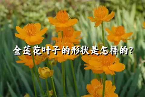 金莲花叶子的形状是怎样的？