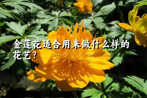 金莲花适合用来做什么样的花艺？