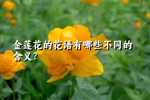 金莲花的花语有哪些不同的含义？