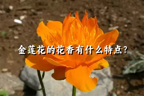 金莲花的花香有什么特点？