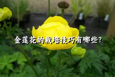 金莲花的栽培技巧有哪些？