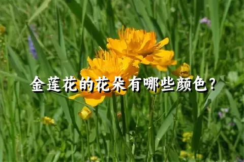 金莲花的花朵有哪些颜色？