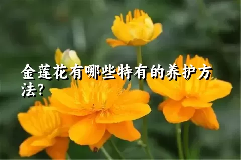 金莲花有哪些特有的养护方法？